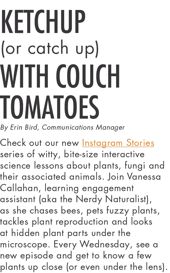 Ketchup (or catch up) with Couch Tomatoes By Erin Bird, Communications Manager Check out our new Instagram Stories se   