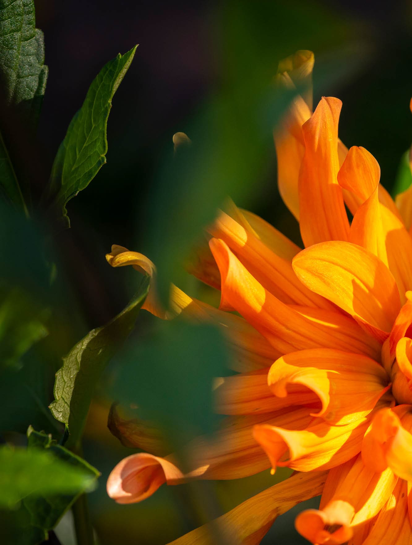 Rectangle