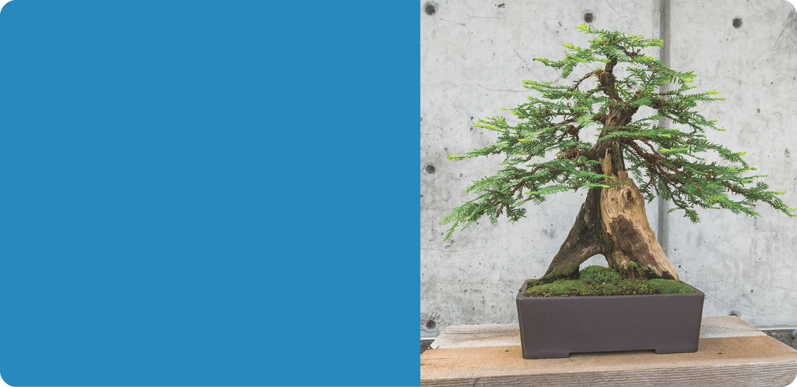 Bonsai show