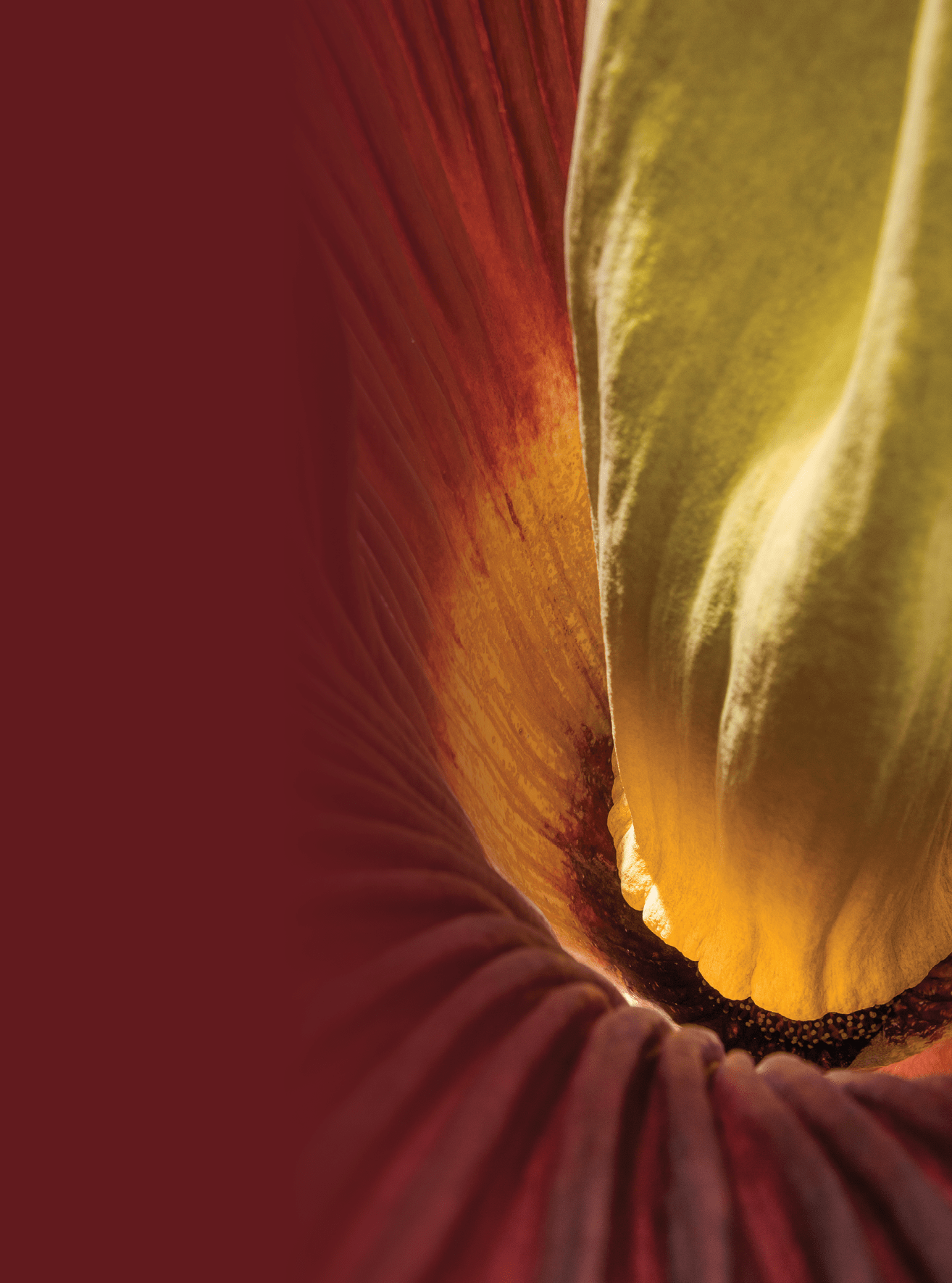corpse flower bloom