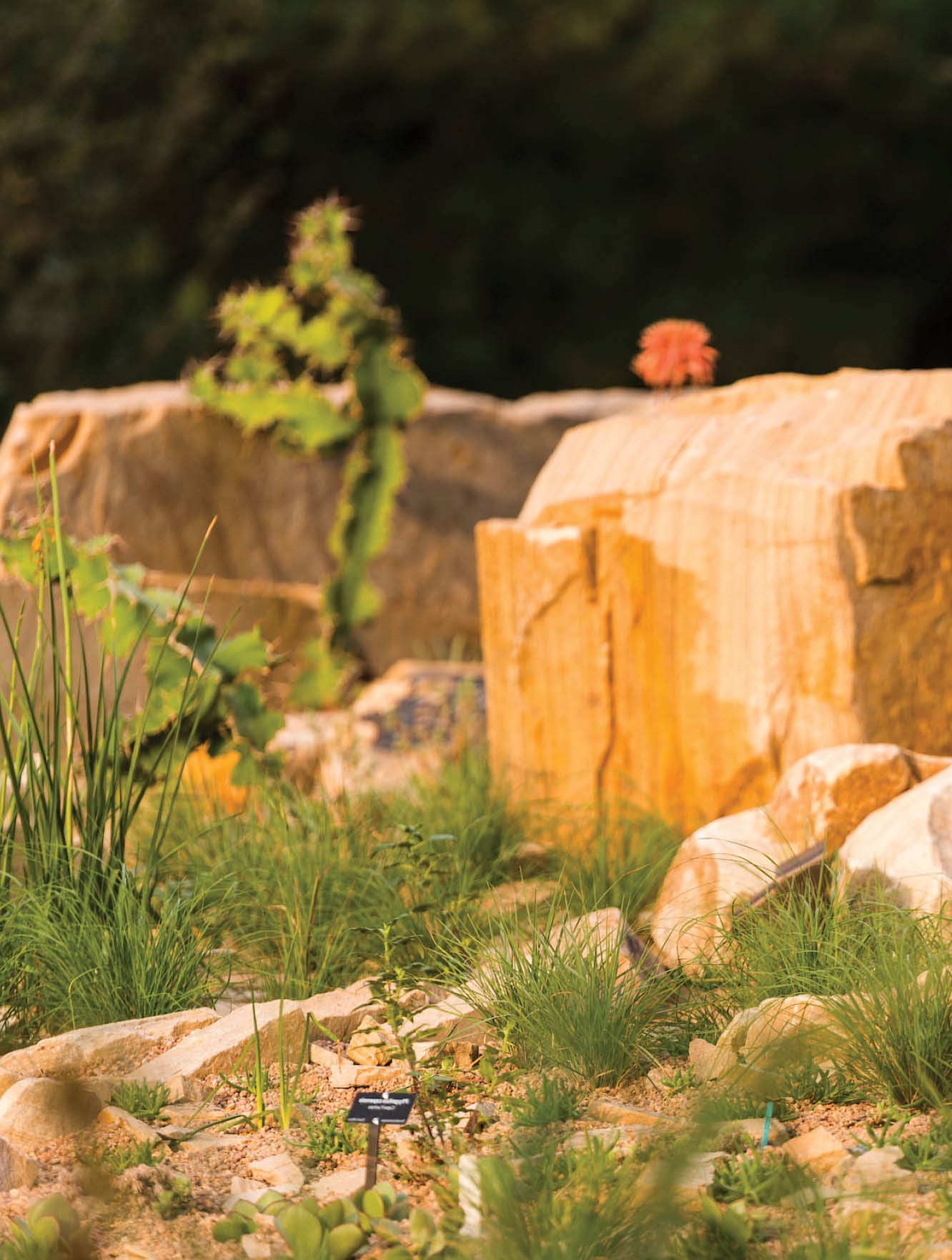 steppe garden